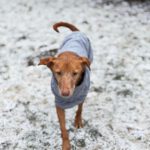 Podenco Canela, 02/2015, ca. 40 cm, 24558 Henstedt Ulzburg