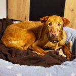 Podenco Canela, 02/2015, ca. 40 cm, 24558 Henstedt Ulzburg