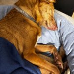 Podenco Canela, 02/2015, ca. 40 cm, 24558 Henstedt Ulzburg