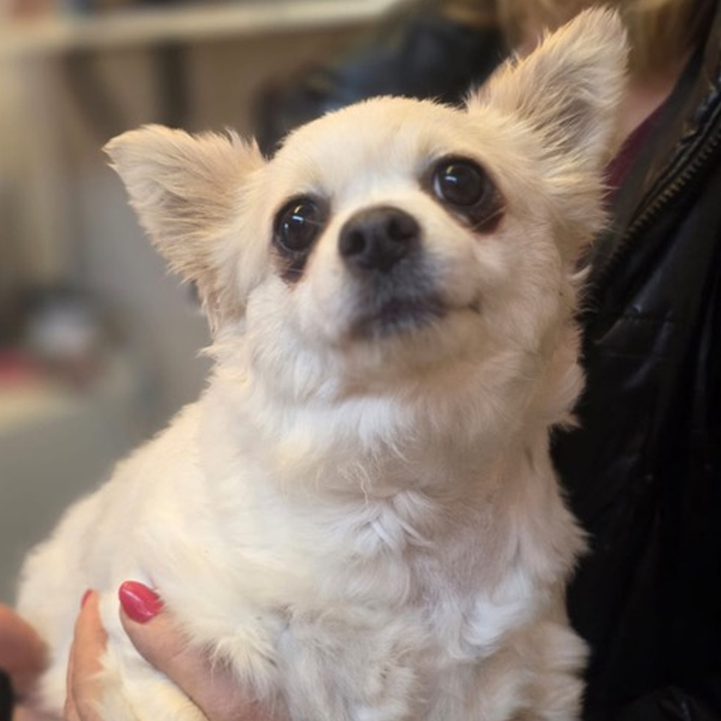 Rettung Tierheim La Linea 01/02 2026 - Chihuahua Lana