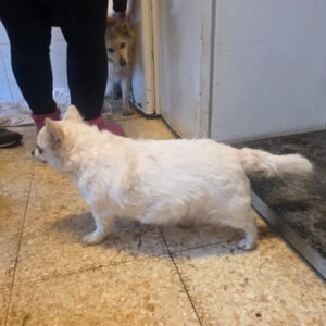 Rettung Tierheim La Linea 01/02 2026 - Chihuahua Lana