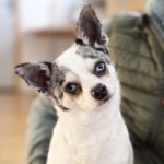 Chihuahua Chiwi, 05/2020, ca. 25 cm, 86947 Weil