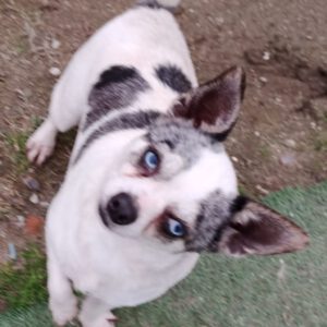 Chihuahua Chiwi, 06/2024, ca. 25 cm