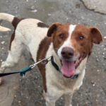 Mischling Chocapic, 08/2017, ca. 50- 55 cm