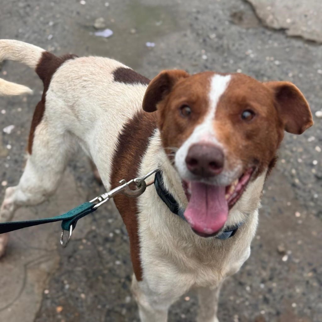 Mischling Chocapic, 08/2017, ca. 50- 55 cm