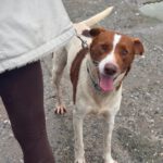 Mischling Chocapic, 08/2017, ca. 50- 55 cm