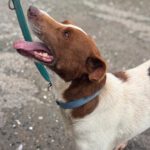 Mischling Chocapic, 08/2017, ca. 50- 55 cm