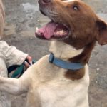 Mischling Chocapic, 08/2017, ca. 50- 55 cm