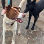 Mischling Chocapic, 08/2017, ca. 50- 55 cm