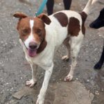 Mischling Chocapic, 08/2017, ca. 50- 55 cm