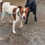 Mischling Chocapic, 08/2017, ca. 50- 55 cm