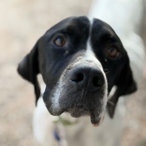 Pointer Climber, 01/2022, ca. 50 cm