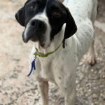 Pointer Climber, 01/2022, ca. 50 cm