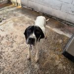 Pointer Climber, 01/2022, ca. 50 cm