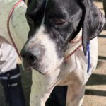 Pointer Climber, 01/2022, ca. 50 cm