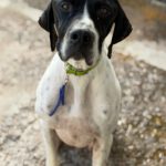 Pointer Climber, 01/2022, ca. 50 cm