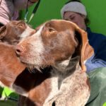 Deutsch Drahthaar Cola Cao,04/2025 , Endgröße ca. 65 cm