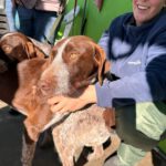 Deutsch Drahthaar Cola Cao,04/2025 , Endgröße ca. 65 cm