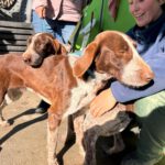 Deutsch Drahthaar Cola Cao,04/2025 , Endgröße ca. 65 cm