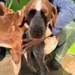 Deutsch Drahthaar Cola Cao,04/2025 , Endgröße ca. 65 cm