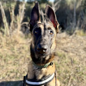 Malinois Mischling Criollo, 07/2024, ca. 65 cm
