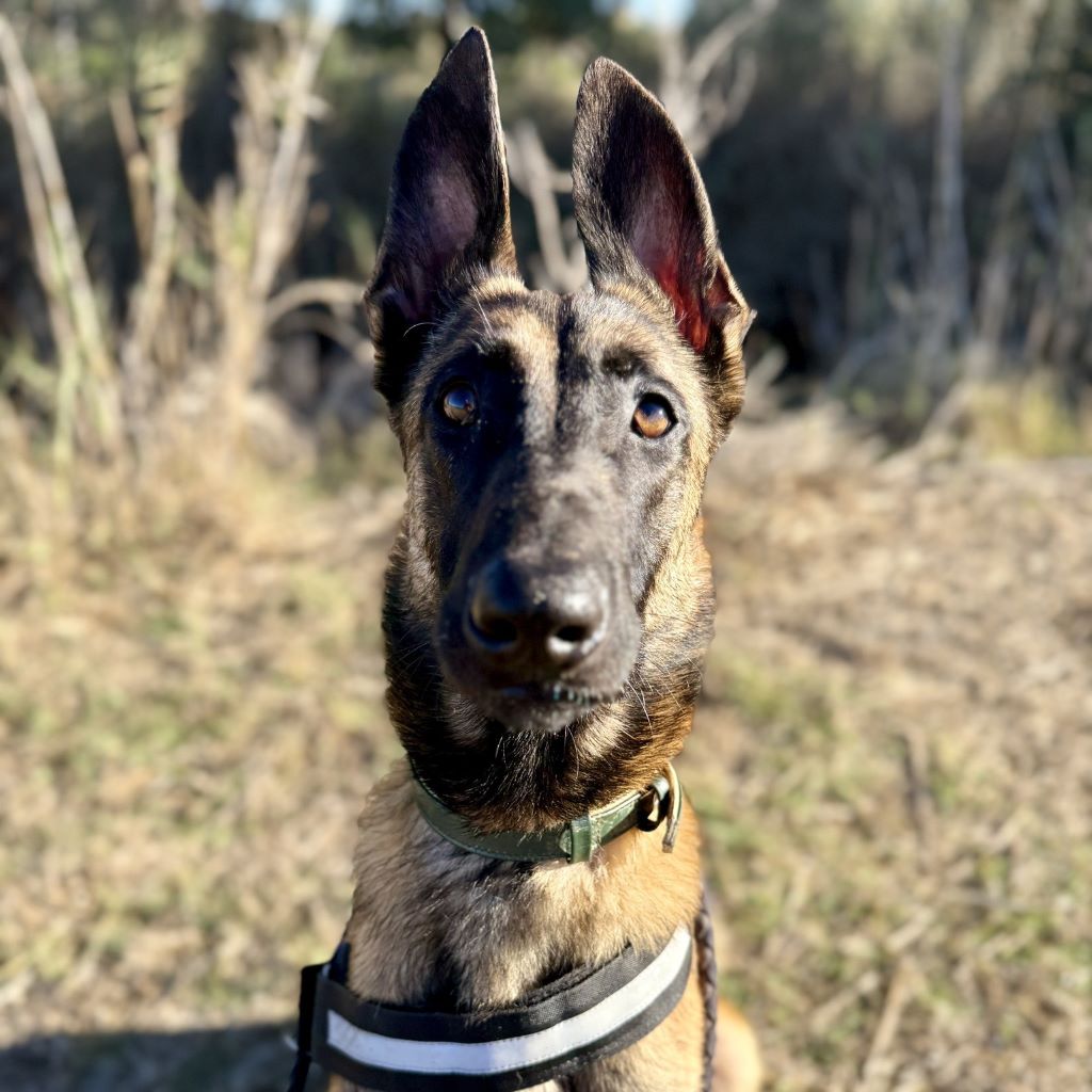 Malinois Mischling Criollo, 07/2024, ca. 65 cm