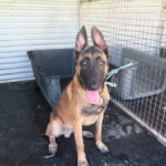 Malinois Mischling Criollo, 07/2024, ca. 65 cm