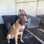 Malinois Mischling Criollo, 07/2024, ca. 65 cm