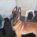 Malinois Mischling Criollo, 07/2024, ca. 65 cm