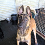 Malinois Mischling Criollo, 07/2024, ca. 65 cm