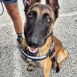 Malinois Mischling Criollo, 07/2024, ca. 65 cm