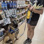 Malinois Mischling Criollo, 07/2024, ca. 65 cm