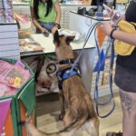 Malinois Mischling Criollo, 07/2024, ca. 65 cm