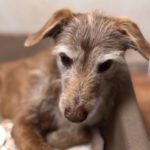 Mischling Dexter, 01/2016, ca. 45 cm