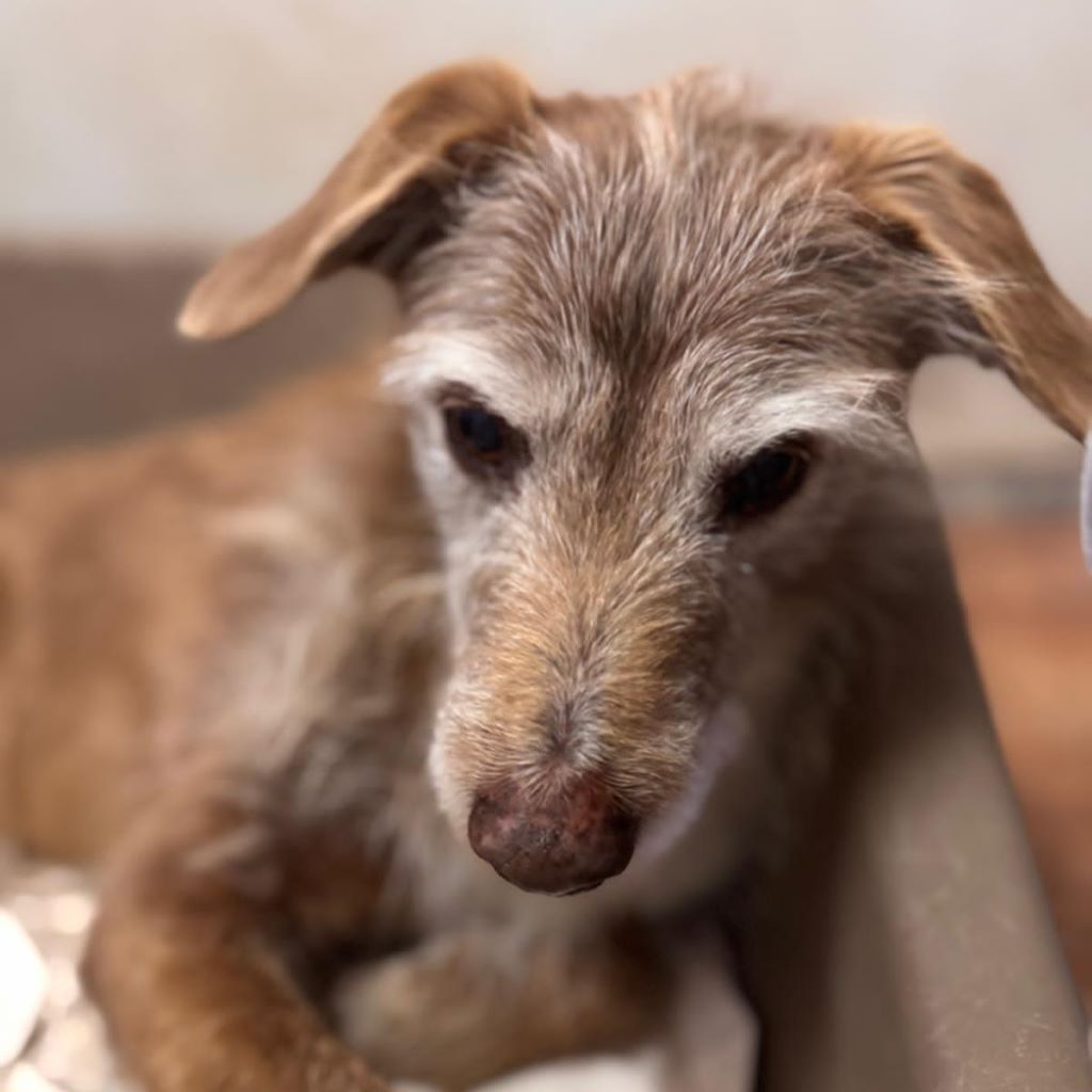 Mischling Dexter, 01/2016, ca. 45 cm