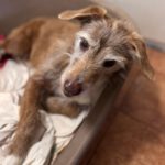 Mischling Dexter, 01/2016, ca. 45 cm