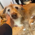 Mischling Dexter, 01/2016, ca. 45 cm