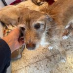 Mischling Dexter, 01/2016, ca. 45 cm