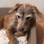 Mischling Dexter, 01/2016, ca. 45 cm