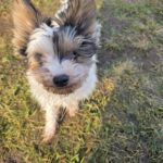 Biewer Yorkshire Terrier Diana, 06/2023, ca. 22 cm, 17034 Neubrandenburg