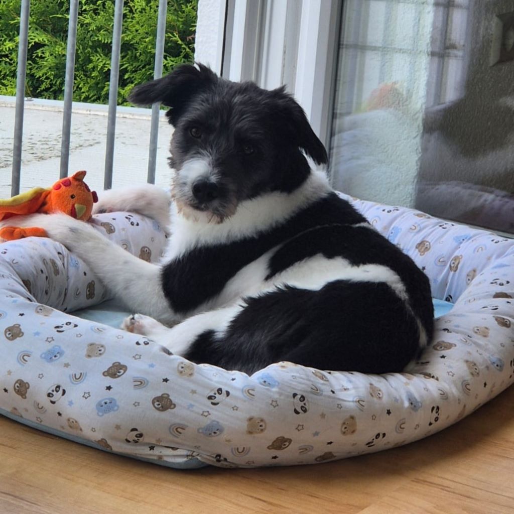 Mischling Diego , 12/2024, ca. 50 cm, 89343 Jettingen-Scheppach