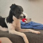 Mischling Diego , 12/2024, ca. 50 cm, 89343 Jettingen-Scheppach