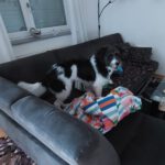 Mischling Diego , 12/2024, ca. 50 cm, 89343 Jettingen-Scheppach