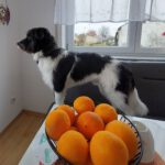 Mischling Diego , 12/2024, ca. 50 cm, 89343 Jettingen-Scheppach