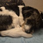 Mischling Diego , 12/2024, ca. 50 cm, 89343 Jettingen-Scheppach