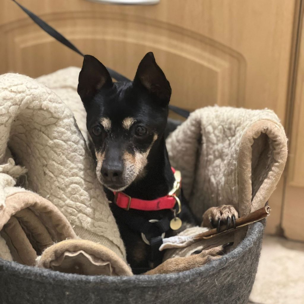 Pinscher Dona, 08/ 2014, ca. 30 cm, 77833 Ottersweier