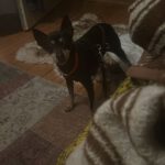 Pinscher Dona, 08/ 2014, ca. 30 cm, 77833 Ottersweier