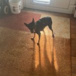 Pinscher Dona, 08/ 2014, ca. 30 cm, 77833 Ottersweier