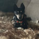 Pinscher Dona, 08/ 2014, ca. 30 cm, 77833 Ottersweier