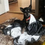 Pinscher Dona, 08/ 2014, ca. 30 cm, 77833 Ottersweier